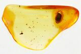Detailed Fossil Marsh Beetle (Scirtidae) in Baltic Amber #381291-1